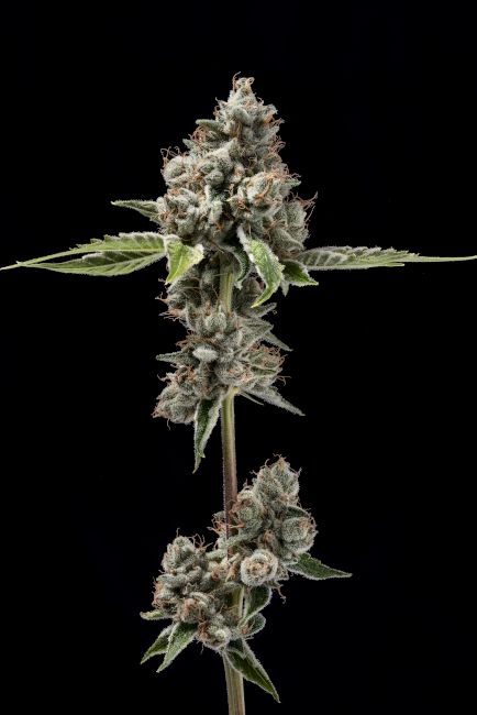Sour Best Afghani - REG 11 pack