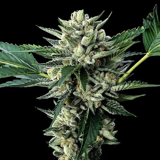 Sour Garlic X Honey Banana - FEM 5 pack