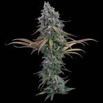 Space Queen - Fem 3 Seeds