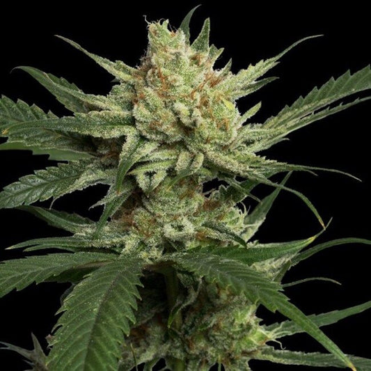 Strawberry Banana - FEM 5 pack