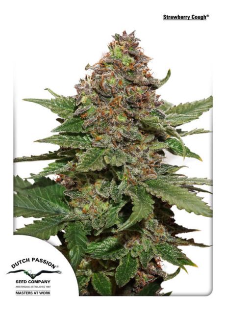 Strawberry Cough - FEM 5pk