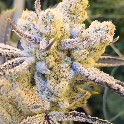 Sugar Cane - FEM