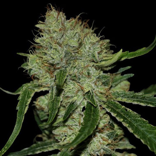 Tangielope Kush - REG 10 pack