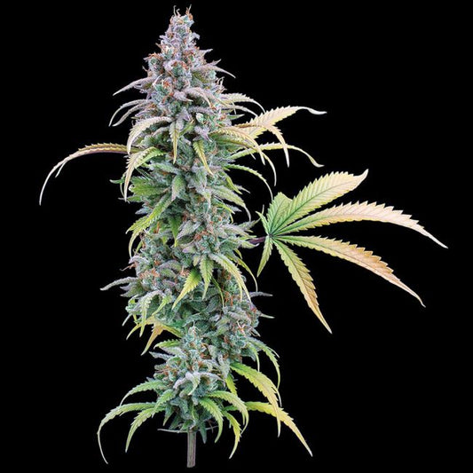Thai Herer 99 - FEM 3 Pack