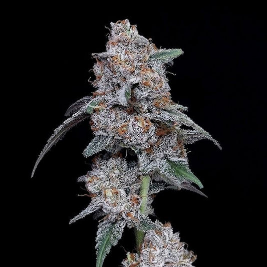 The Big Mac - AUTO - FEM 5 pack