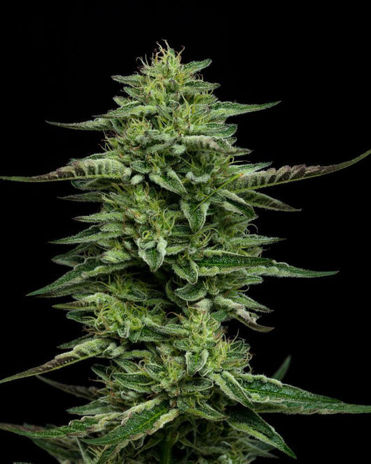 The Bling - FEM 5pk