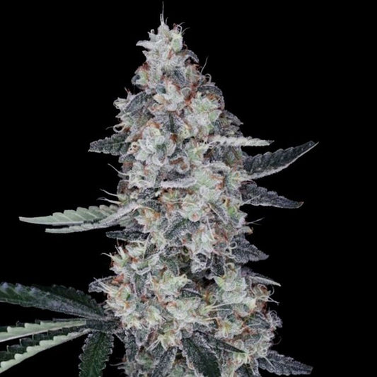 Watermelon Man - AUTO - FEM 5 pack