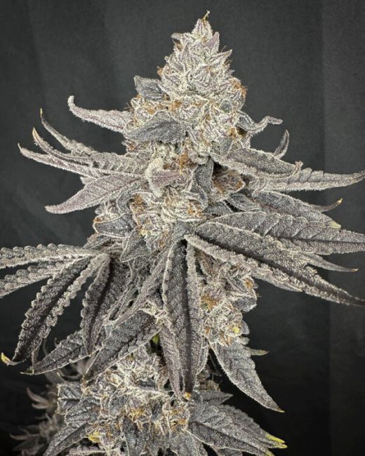 Yacht Party - Fem 6 Seeds