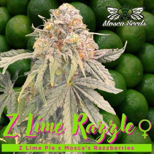 Z Lime Razzle - FEM 6pk