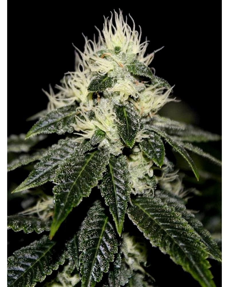 Chem 91 Sk Va - Fem 6 Seeds