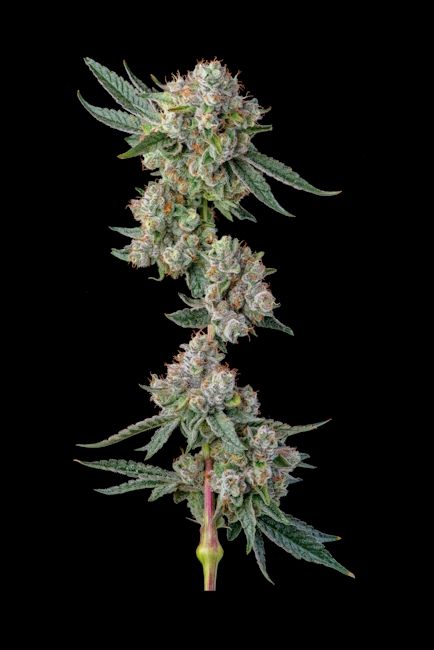 Glue 31 - Fem 7 Seeds