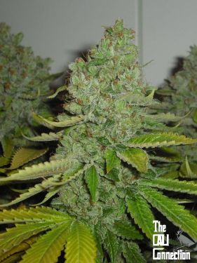 SFV OG Kush - Fem 6 Seeds