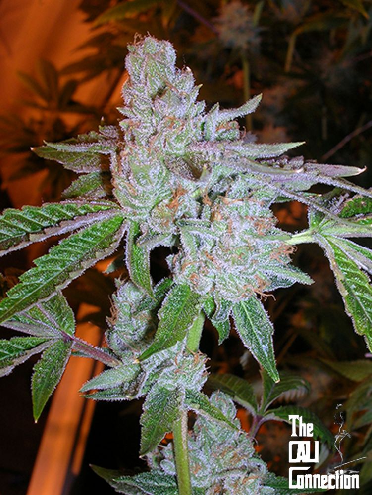 Tahoe OG Kush - FEM 6pk